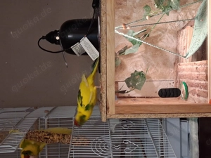 Ziegensittich-Hähne von November 25