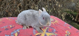 klein bleibende Rexzwerg Häsin abzugeben