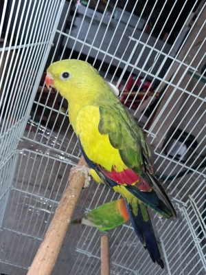 papagei vogel handzahm