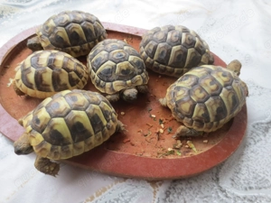 Griechische Landschildkröten NZ 2025