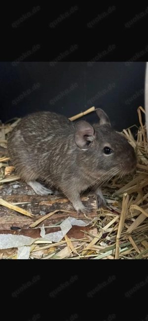 Degujungs suchen EINZELN zu Hause dringend!