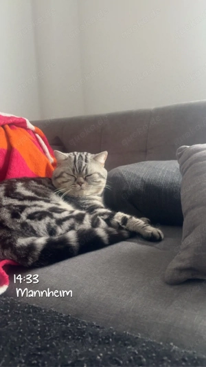 bkh 1,5 jahre  Bild 2
