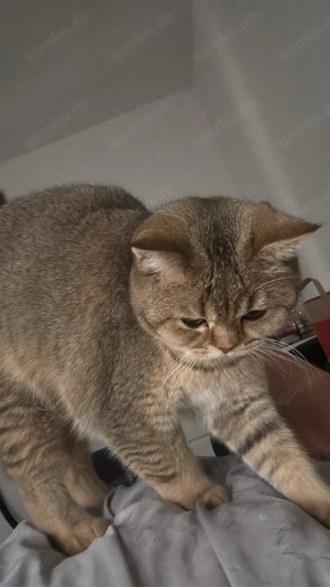 bkh kätzchen  Bild 3