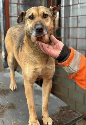 Schüchterne und menschenbezogene Kara - sie wird immer übersehen    Bild 8