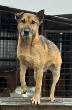 Schüchterne und menschenbezogene Kara - sie wird immer übersehen    Bild 6