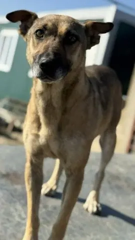 Schüchterne und menschenbezogene Kara - sie wird immer übersehen    Bild 9