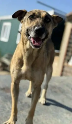 Schüchterne und menschenbezogene Kara - sie wird immer übersehen    Bild 7