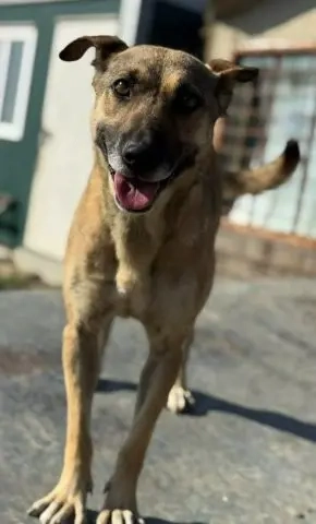 Schüchterne und menschenbezogene Kara - sie wird immer übersehen    Bild 3