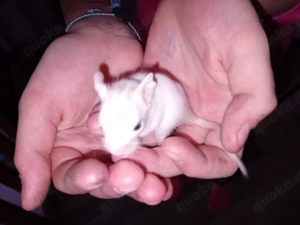 Degu  Degubabys männlich weiblich 