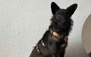 Charmante Ginny mit den weißen Pfoten