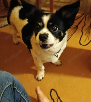 Kleine,taffe Hundedame sucht ein zu Hause  Bild 2