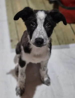 Welpenhündin Djingels sucht ihre Menschen