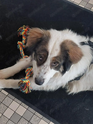 Schlauer Herdenschutzhund Mischling Po sucht sein zuhause