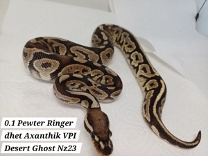 Axanthik vpi Desert Ghost Projekt 