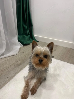 Yorkshire Terrier Mini Toy 