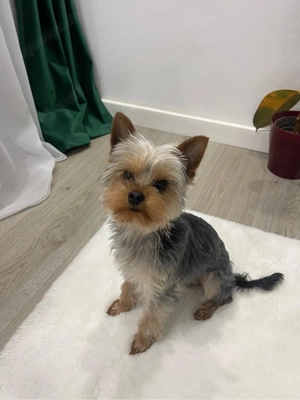 Yorkshire Terrier Mini Toy 