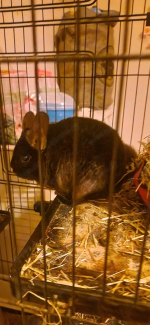 Chinchilla