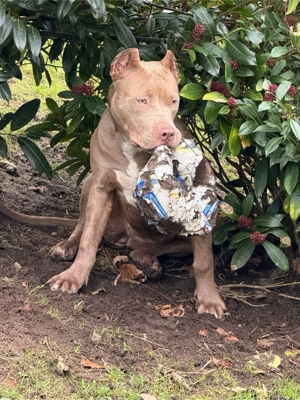American Bully XL Hündin 