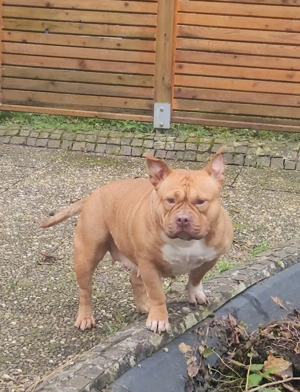 Wunderschöne American Bully Hündin zu Verkaufen!! Bild 4