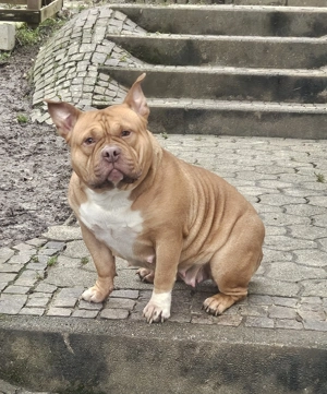 Wunderschöne American Bully Hündin zu Verkaufen!! Bild 6