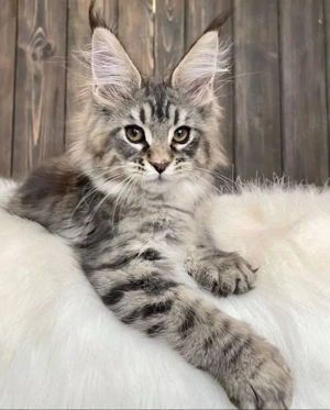 Unsere bezaubernden Maine Coon Kitten suchen ein liebevolles Zuhause  