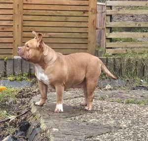 Wunderschöne American Bully Hündin zu Verkaufen!! Bild 7