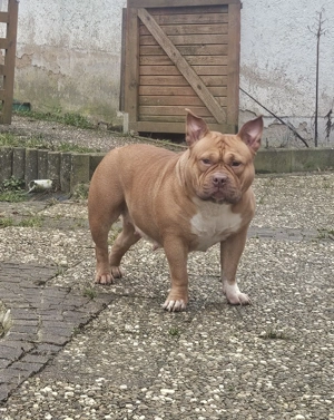 Wunderschöne American Bully Hündin zu Verkaufen!! Bild 3
