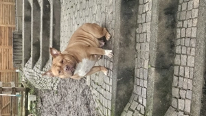 Wunderschöne American Bully Hündin zu Verkaufen!! Bild 5