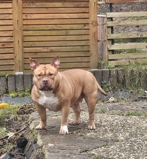 Wunderschöne American Bully Hündin zu Verkaufen!! Bild 2