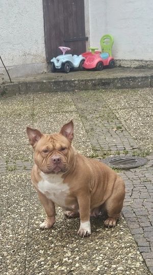 Wunderschöne American Bully Hündin zu Verkaufen!!