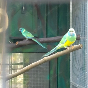 Großsittiche zu verkaufen 