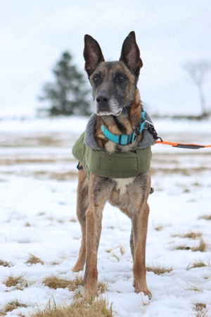 Herzenshund Maliois Mischling Kurt sucht seine Menschen