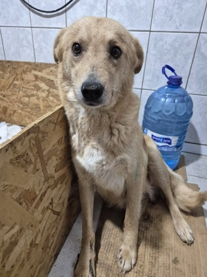 Hündin 890540 sucht ihr eigenes Zuhause