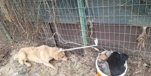 Welpenhündin 890521 sucht ihre Menschen Bild 5