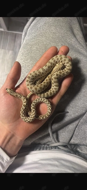 Hakennasennattern Pärchen  het. Swiss toffee