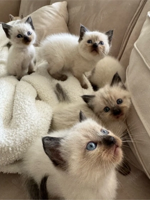 siam kitten männlich weiblich