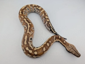 Python brongersmai 08-25 0.1