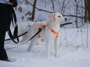 Bachisio sucht sein Zuhause