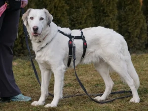 Fiorenzo sucht sein Zuhause