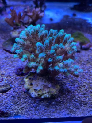 Meerwasser Korallen SPS Poccilopora