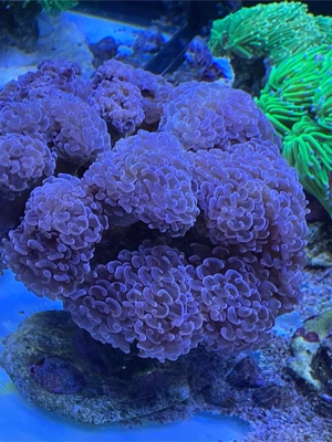 Meerwasser Korallen Euphyllia