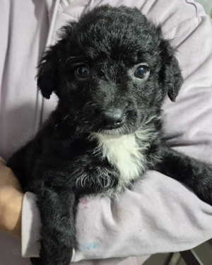 Welpenhündin 890526 sucht ihre eigene Familie