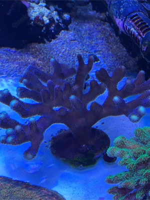 Meerwasser Korallen Milka 2 