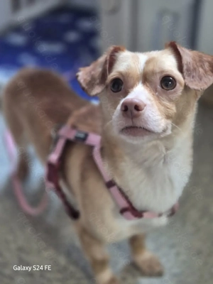 Miri   kleines Herz sucht großes Glück   