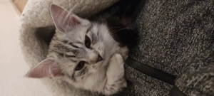 Mixkitten Maine coon