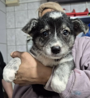 Welpenhündin 890525 sucht ihre Familie