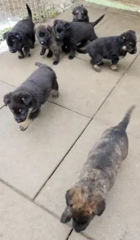 DSH-Welpen (gerader Rücken)