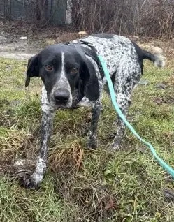 Edle Hundedame Lady - braucht aktive Menschen