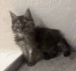 Maine Coon Kitten
