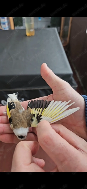 Parva Skarpati Carduelis 